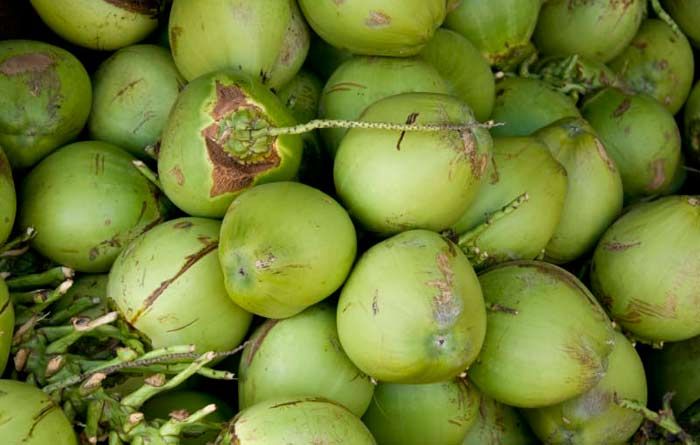 Harga Kelapa di Pacitan Sentuh Rp 6.000 per Biji