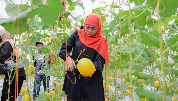 Resmikan Green House Masjid Al-Akbar, Khofifah Lakukan Panen Perdana dan Cicipi Golden Melon Resmikan Green House Masjid Al-Akbar, Khofifah Lakukan Panen Perdana dan Cicipi Golden Melon