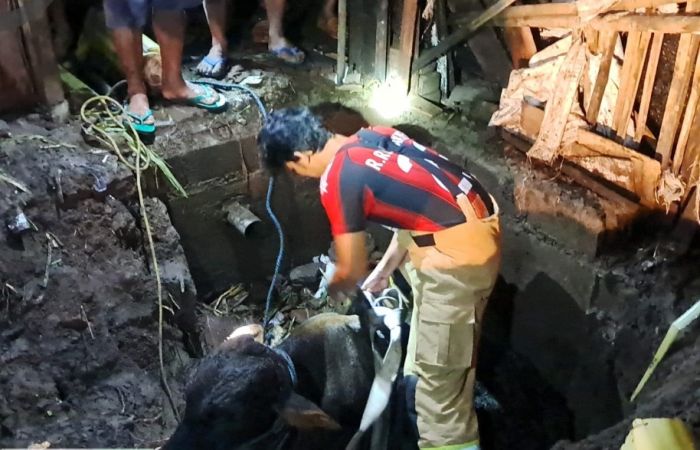 Damkar Evakuasi Sapi yang Tercebur ke Bekas Septic Tank Milik Warga di Kediri