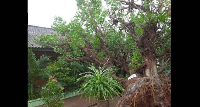 Tertimpa Pohon, Gedung SDN Baturetno di Tuban Rusak