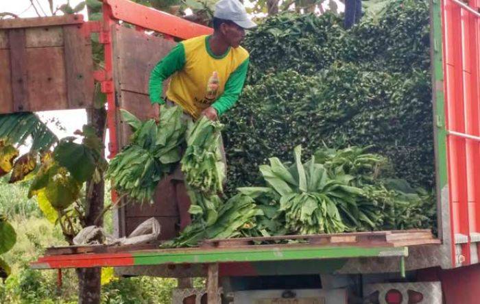 Cuaca Tak Menentu, Hasil Panen Tembakau di Tuban Menurun Drastis, Petani Terpuruk Cuaca Tak Menentu, Hasil Panen Tembakau di Tuban Menurun Drastis, Petani Terpuruk
