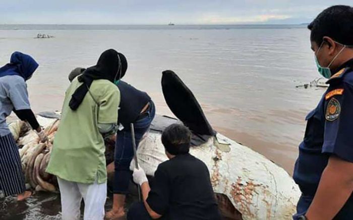 Tim Peneliti Gabungan Lakukan Pemeriksaan Terhadap Bangkai Paus Orca di Banyuwangi Tim Peneliti Gabungan Lakukan Pemeriksaan Terhadap Bangkai Paus Orca di Banyuwangi