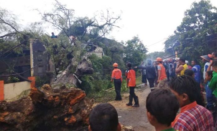 Angin Lebat, Pohon Berusia Ratusan Tahun di Dermolemahbang Tumbang ke Rumah Warga
