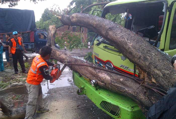 Hujan Lebat disertai Angin Guyur Mojokerto, Pohon-pohon Bertumbangan
