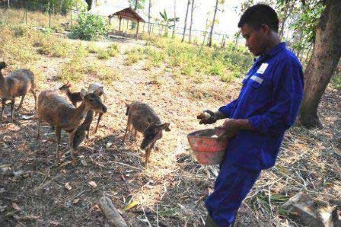 Pertamina EP Kembangbiakkan Rusa di Bojonegoro Pertamina EP Kembangbiakkan Rusa di Bojonegoro