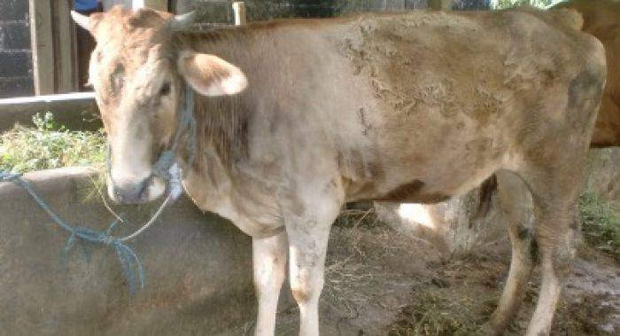 Kasus Dugaan Korupsi Bansos Sapi di Tulungagung Macet di Kejaksaan