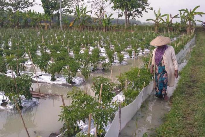 Hujan Lima Jam, Tanaman Tembakau, Jagung dan Cabai di Bojonegoro Terendam Air Hujan Lima Jam, Tanaman Tembakau, Jagung dan Cabai di Bojonegoro Terendam Air