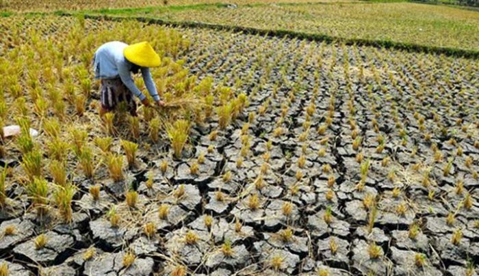 BPBD Pasuruan Mulai Petakan Wilayah Rawan Kekeringan BPBD Pasuruan Mulai Petakan Wilayah Rawan Kekeringan