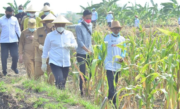Gelar Sapa Petani, Bupati Gus Yani Ingin Jadikan Desa Setro Pilot Project Ekosistem Pertanian Gresik Gelar Sapa Petani, Bupati Gus Yani Ingin Jadikan Desa Setro Pilot Project Ekosistem Pertanian Gresik