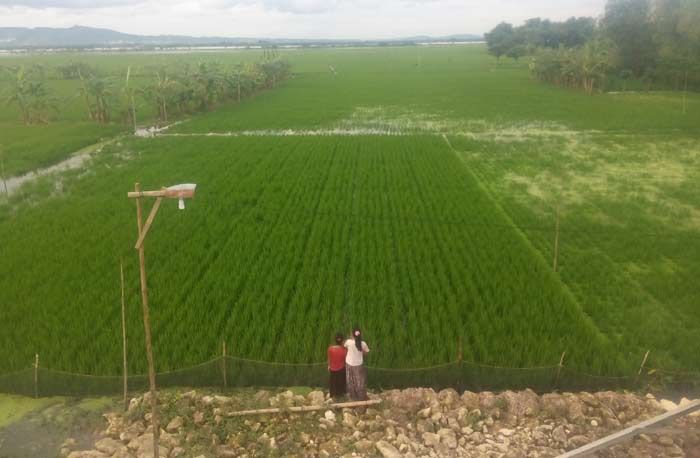Lagi, Tanggul Kali Apur Ingas di Kanor Bojonegoro Jebol, Ribuan Hektar Padi Terendam