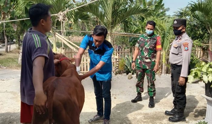 Cegah Penyebaran PMK di Desa Tlanakan, DKPP Pamekasan Gelar Vaksinasi 100 Sapi Cegah Penyebaran PMK di Desa Tlanakan, DKPP Pamekasan Gelar Vaksinasi 100 Sapi