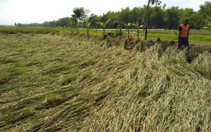 Waspada, Hujan Lebat Disertai Angin Kencang dan Petir Bakal Landa Jawa Timur