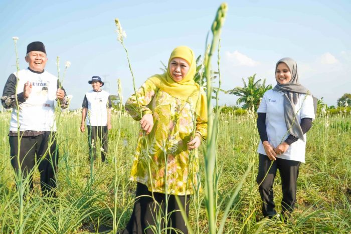 Bersama para Petani Milenial, Khofifah Panen Bunga Sedap Malam di Pasuruan Bersama para Petani Milenial, Khofifah Panen Bunga Sedap Malam di Pasuruan