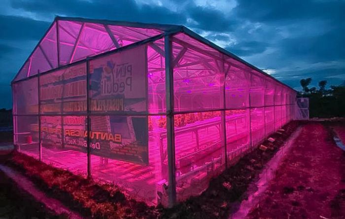 Pemanfaatan Lampu UV untuk Hidroponik Terbukti Tingkatkan Produktivitas Tanaman Pemanfaatan Lampu UV untuk Hidroponik Terbukti Tingkatkan Produktivitas Tanaman