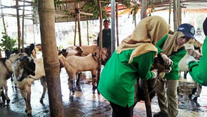 Disnakwan Lamongan Temukan Hewan Kurban Belum Cukup Umur Disnakwan Lamongan Temukan Hewan Kurban Belum Cukup Umur