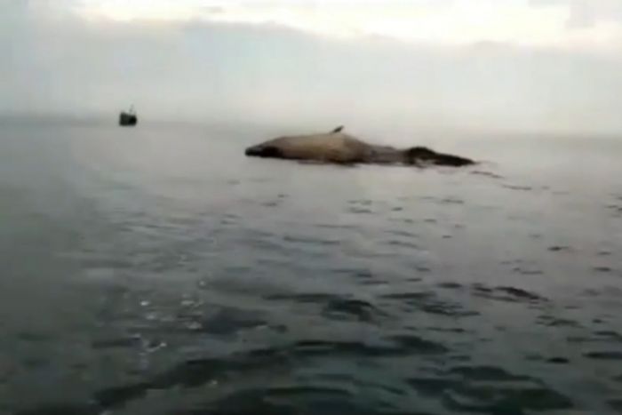 Paus Sepanjang 20 Meter Terdampar dan Sudah Membusuk di Perairan Sampang Paus Sepanjang 20 Meter Terdampar dan Sudah Membusuk di Perairan Sampang