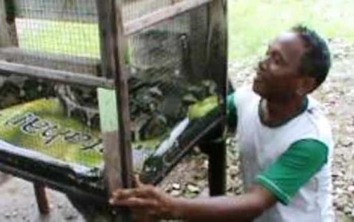 Warga Jumputrejo Temukan Ular Piton Sepanjang 4 Meter di Sungai Sukodono Warga Jumputrejo Temukan Ular Piton Sepanjang 4 Meter di Sungai Sukodono