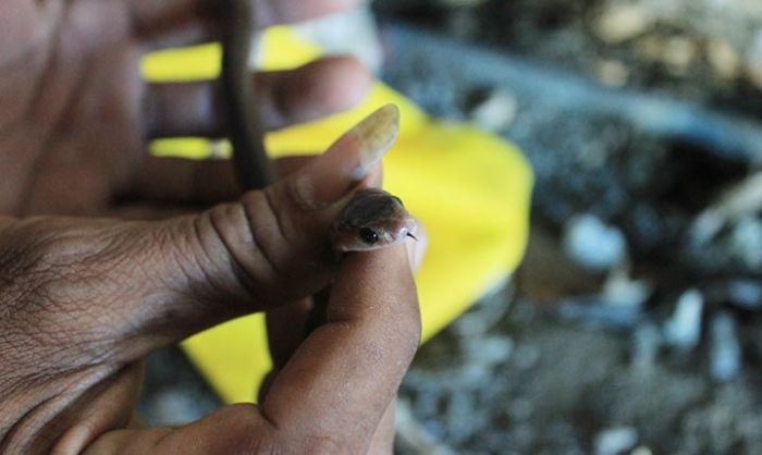 Masuk ke Permukiman, Ular Kobra Teror Warga Tuban Masuk ke Permukiman, Ular Kobra Teror Warga Tuban