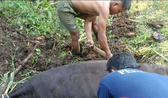 Damkar Pos Pare Evakuasi Sapi Terjebak Limbah di Badas