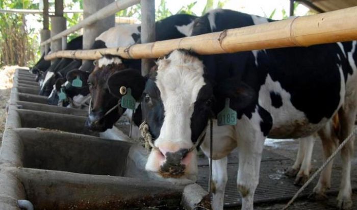 Pasokan dari Peternak Lokal Belum Cukup, Perusahaan Susu di Pasuruan Masih Impor