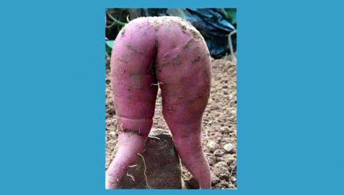 Alamak, Petani Ogah Makan Ubi karena Bentuknya Terlalu Seksi Alamak, Petani Ogah Makan Ubi karena Bentuknya Terlalu Seksi