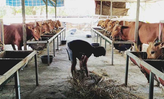 Peternak Sapi di Pamekasan Beri Garansi dan Gratis Ongkir Peternak Sapi di Pamekasan Beri Garansi dan Gratis Ongkir