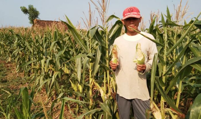 Tanaman Jagung Diserang Tikus, Petani di Tuban Terancam Gagal Panen