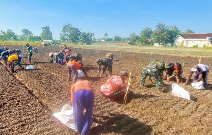 Anggota Koramil Bancar Tanam Bawang Merah Bareng Warga Ngampelrejo Anggota Koramil Bancar Tanam Bawang Merah Bareng Warga Ngampelrejo