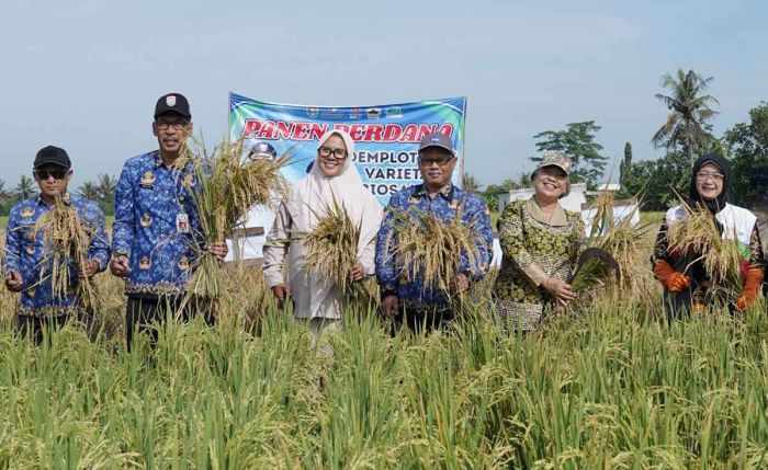 SIG Sukses Tanam Padi Varietas Biosalin 2 di Cilacap SIG Sukses Tanam Padi Varietas Biosalin 2 di Cilacap