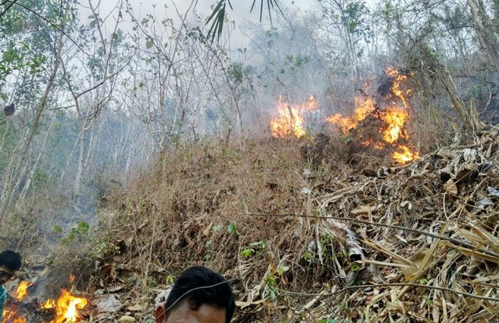 Puluhan Hektar Lahan Hutan di Pacitan Dilalap Si Jago Merah