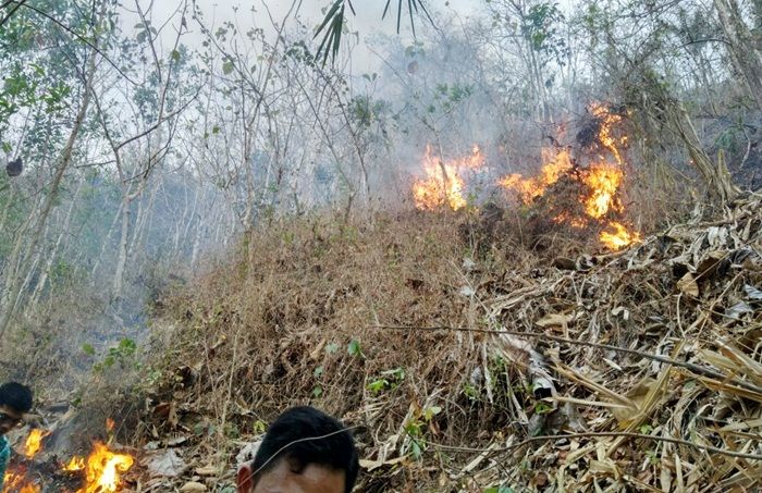 Puluhan Hektar Lahan Hutan di Pacitan Dilalap Si Jago Merah Puluhan Hektar Lahan Hutan di Pacitan Dilalap Si Jago Merah