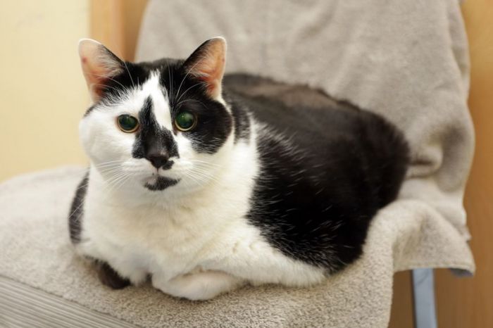 Terlalu Gemuk, Kucing Tak Bisa Jilati Bulunya Sendiri Terlalu Gemuk, Kucing Tak Bisa Jilati Bulunya Sendiri