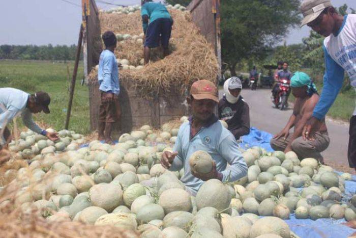 Diserang Lalat Buah, Hasil Panen Melon di Tuban Menurun Diserang Lalat Buah, Hasil Panen Melon di Tuban Menurun