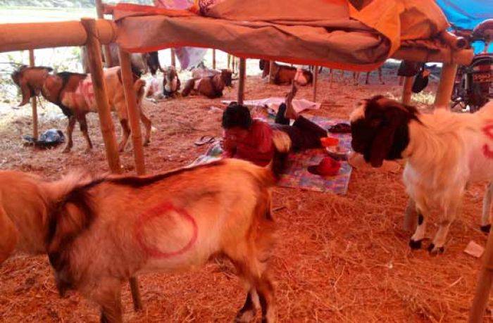 Antisipasi Anthrax, Disperta Kota Mojokerto Periksa Hewan Kurban Antisipasi Anthrax, Disperta Kota Mojokerto Periksa Hewan Kurban