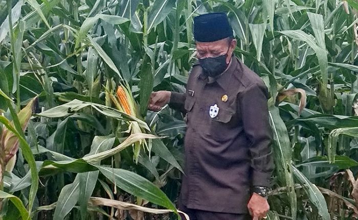 Demi Kesejahteraan, Bupati Fadeli Harap Produktivitas Jagung Terus Ditingkatkan