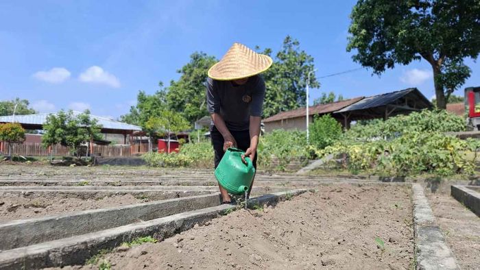 Lapas Kediri Tanam Terong Bersama WBP, Dorong Kemandirian Lewat Program SAE Lapas Kediri Tanam Terong Bersama WBP, Dorong Kemandirian Lewat Program SAE