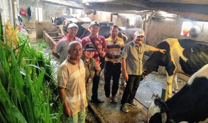 Tingkatkan Produksi Susu Sapi, Pemkab Pasuruan Kembangkan Recording Laktasi Tingkatkan Produksi Susu Sapi, Pemkab Pasuruan Kembangkan Recording Laktasi