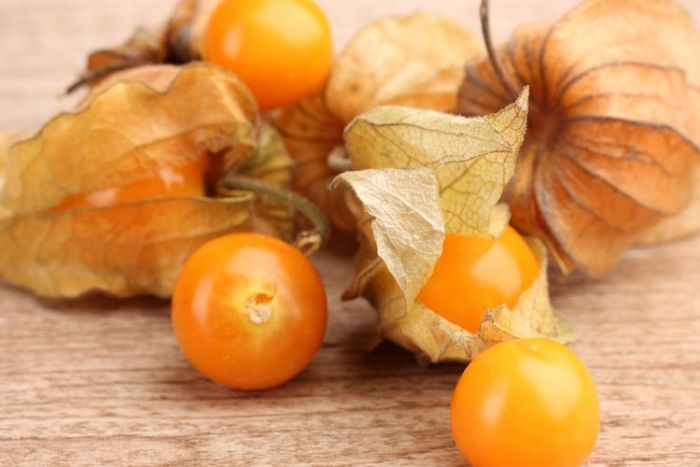 Simak Manfaat Buah Ciplukan, Ampuh Turunkan Berat Badan hingga Obat Kanker Payudara Simak Manfaat Buah Ciplukan, Ampuh Turunkan Berat Badan hingga Obat Kanker Payudara