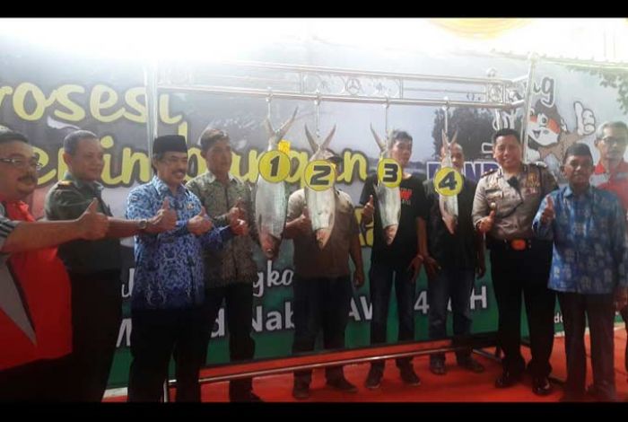 Bandeng Seberat 9,29 Kilogram Juarai Lomba Bandeng Kawak Tradisional Sidoarjo Bandeng Seberat 9,29 Kilogram Juarai Lomba Bandeng Kawak Tradisional Sidoarjo