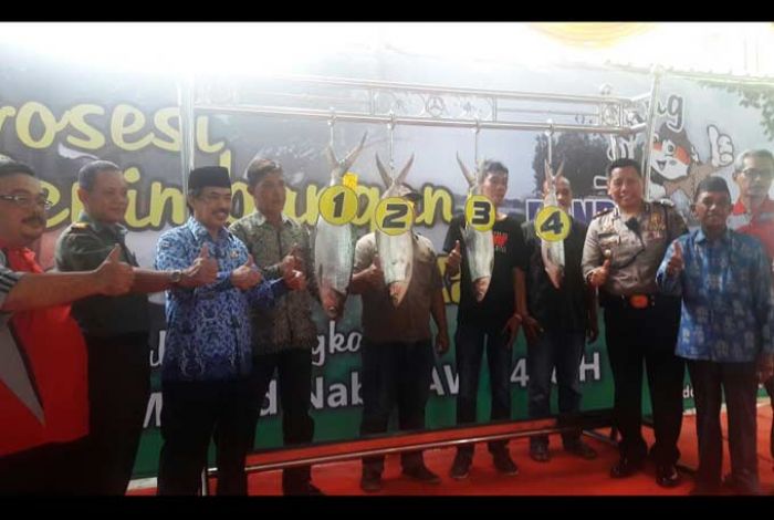 Bandeng Seberat 9,29 Kilogram Juarai Lomba Bandeng Kawak Tradisional Sidoarjo