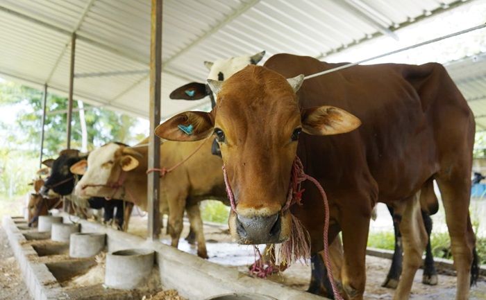 Terima 1.000 Ekor Sapi, Mas Dhito Dorong Peternak Bisa Diversifikasi Produk