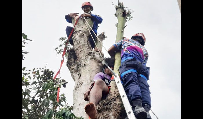 Penyelamatan Warga Blitar yang Pingsan dari Atas Pohon Randu Berlangsung Dramatis