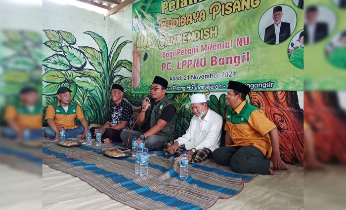 Ini Perbedaan Pisang Cavendish Asli dan Palsu Ini Perbedaan Pisang Cavendish Asli dan Palsu