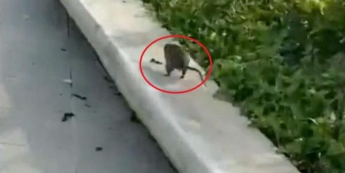 Tikus Serbu IKN, Warganet: Firasat Tempatnya Tikus Berdasi Tikus Serbu IKN, Warganet: Firasat Tempatnya Tikus Berdasi