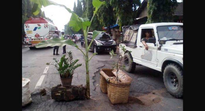 PU Bina Marga Jatim Lelet, Jalan Berlubang Ditanami Pohon Pisang oleh Warga