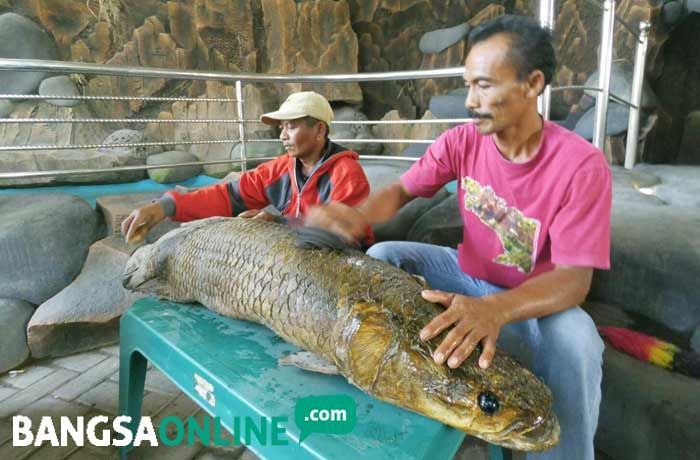 Mengawetkan Kulit dan Kepala Arapaima untuk Koleksi