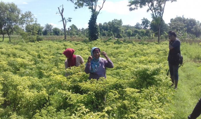 Harga Meroket, Petani Cabai di Probolinggo Ramai-ramai Berangkat Umroh