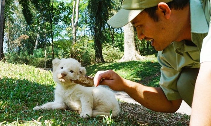 Adovo, Bayi Singa Putih Kado Hari Kemerdekaan RI dari TSP Pasuruan