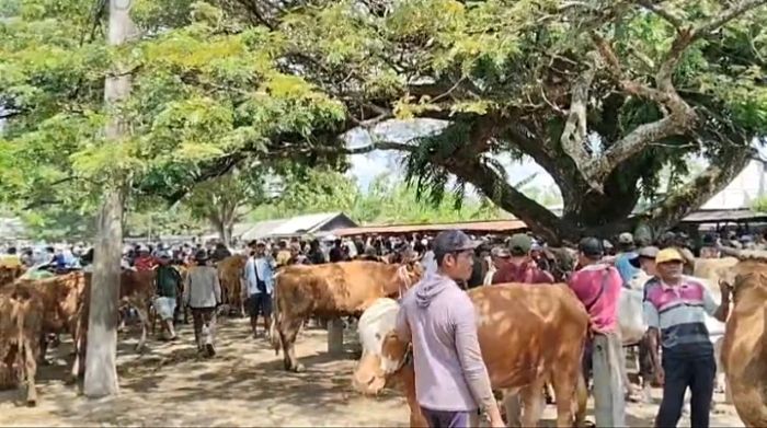 Harga Sapi di Pasar Kerek Tuban Naik Rp1,5 Juta per Ekor Jelang Iduladha