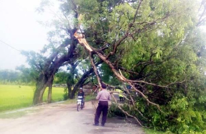 Angin Kencang Acak-acak Kecamatan Senori Tuban, 1 Rumah Rusak Parah dan Belasan Pohon Tumbang Angin Kencang Acak-acak Kecamatan Senori Tuban, 1 Rumah Rusak Parah dan Belasan Pohon Tumbang